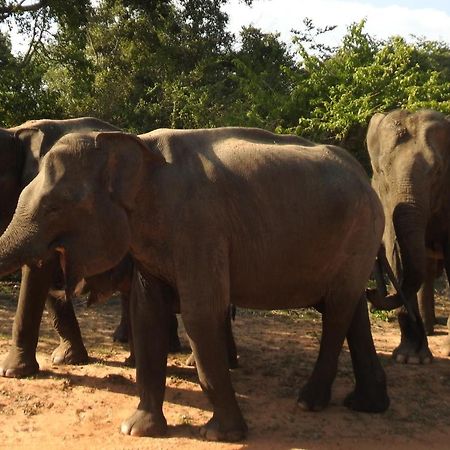 Yala Rich Lodge Tissamaharama Eksteriør bilde